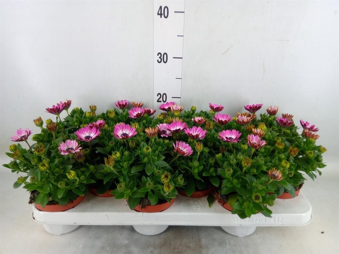 <h4>Osteospermum 'Margarita Pink Flar'</h4>