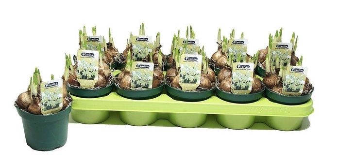 <h4>NARC JA PUEBLO</h4>