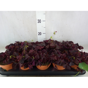 Oxalis trian.