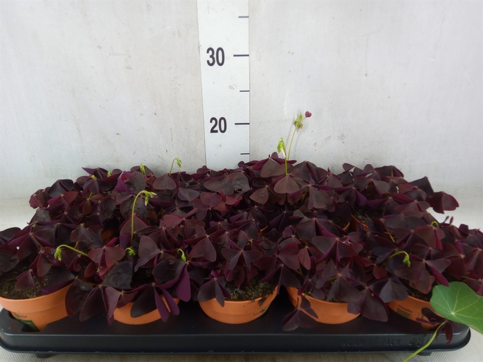 <h4>Oxalis trian.</h4>