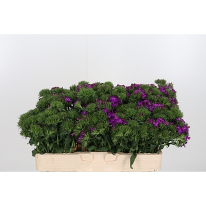 Di Barbatus Aldo Purple Bicolor