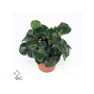Peperomia Raindrop