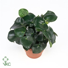 <h4>Peperomia Raindrop</h4>