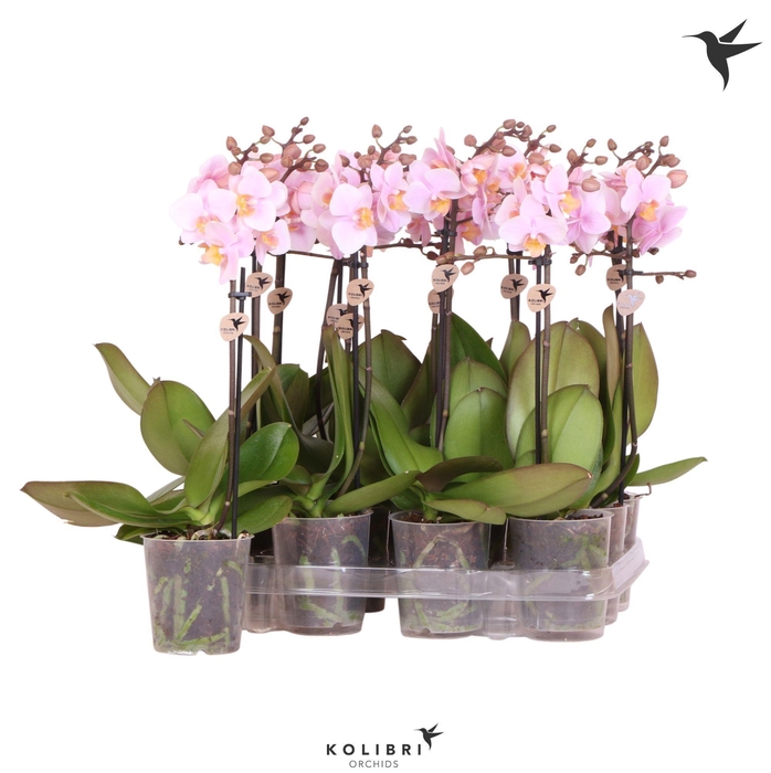 <h4>Kolibri Orchids Phalaenopsis Pink 1 spike</h4>