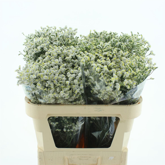 <h4>Lim Sin Clear Diamond</h4>