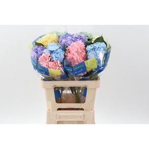 Hydr Pastel Mix Select