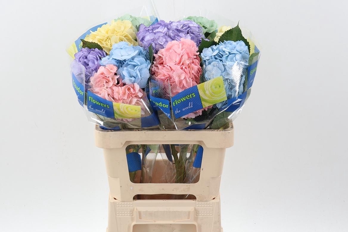 <h4>Hydr Pastel Mix Select</h4>