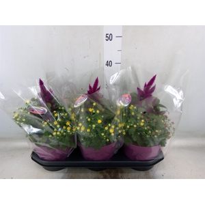 Perkplanten   ...mix /pot [Bedding]