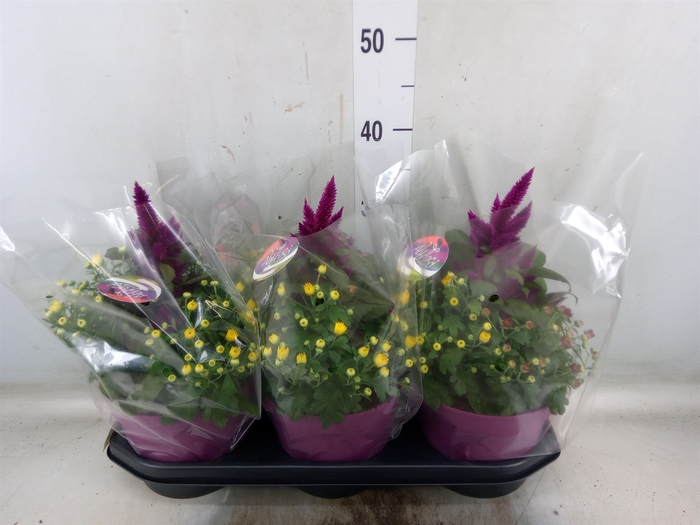 <h4>Perkplanten   ...mix /pot [Bedding]</h4>