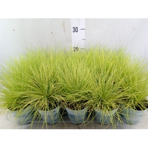 Festuca glauca 'Amigold'