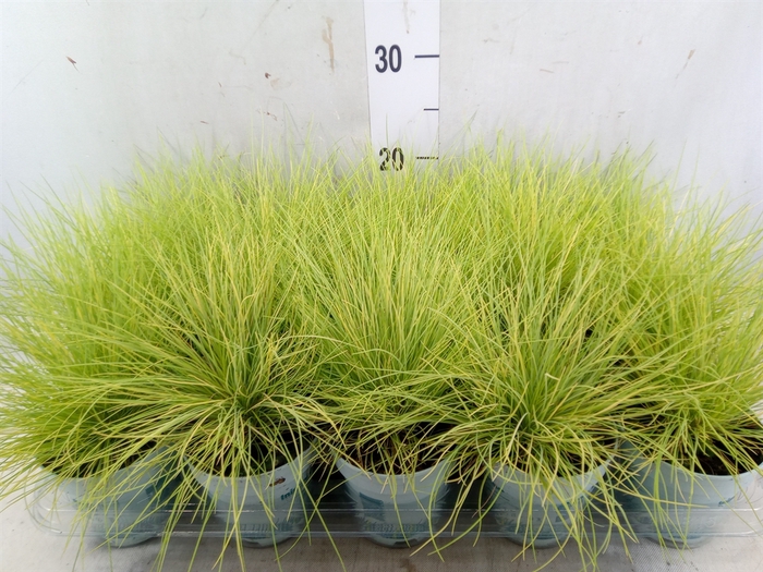 <h4>Festuca glauca 'Amigold'</h4>