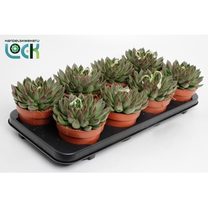 Echeveria Lipstick