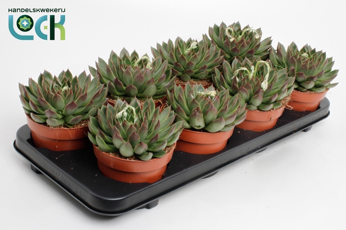 <h4>Echeveria Lipstick</h4>