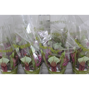 CARNIVORA SARRACENIA PURPUREA VENOSA P12