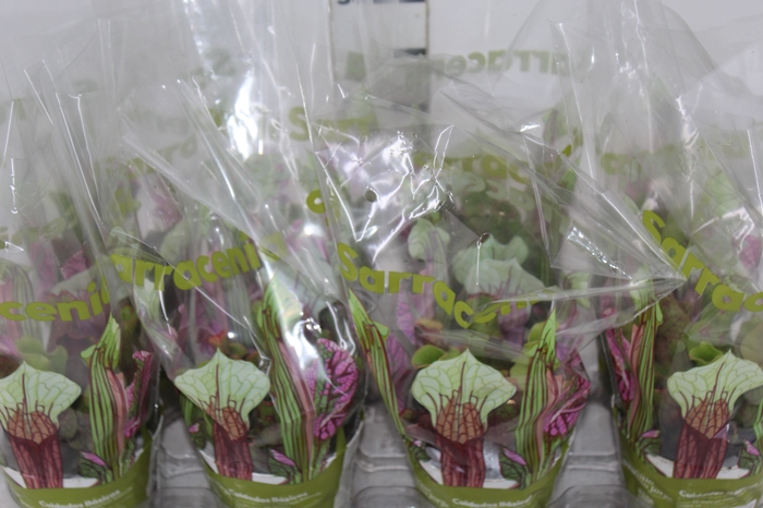 <h4>CARNIVORA SARRACENIA PURPUREA VENOSA P12</h4>