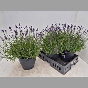LAVAN AN ESSENCE PUR pot 23