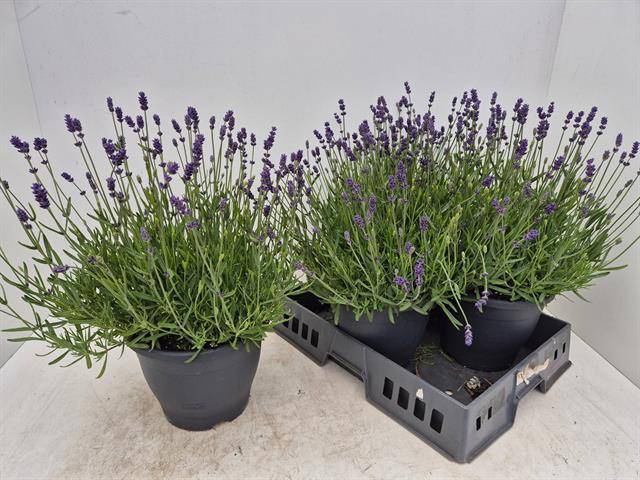 <h4>LAVAN AN ESSENCE PUR pot 23</h4>