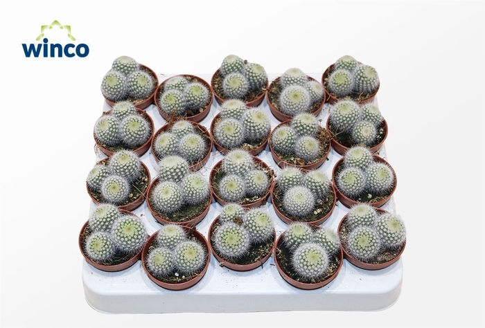 Notocactus Scopa (group)