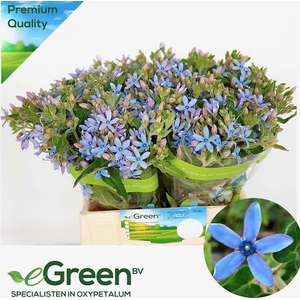 Oxypetalum Heavenborn eGreen
