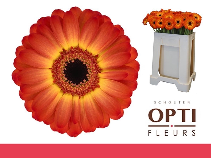 <h4>Germini Flamazing Water</h4>