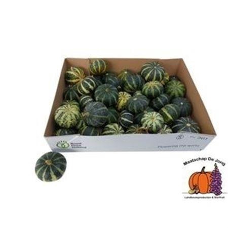 Sier Cuc P Flat Striped X30