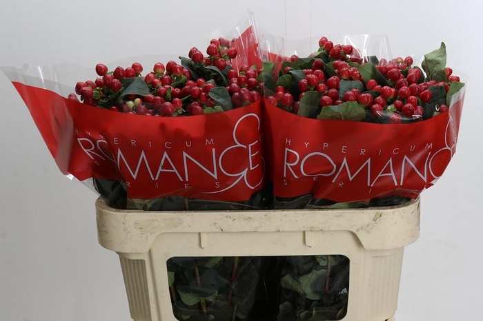 <h4>HYP TRUE ROMANCE</h4>