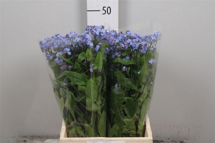 <h4>Myos Al Blue Memory</h4>