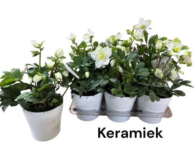 <h4>HELL NI ADVENT STAR</h4>