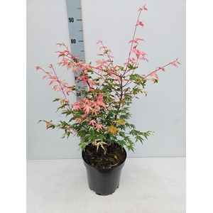 Acer palmatum