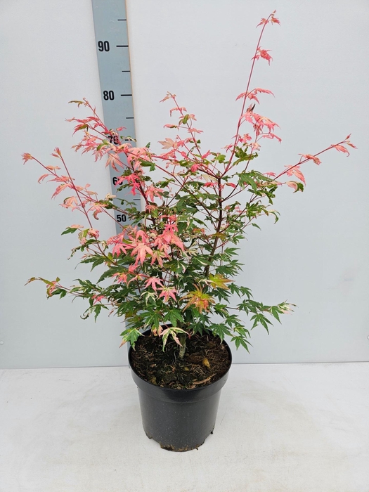 <h4>Acer palmatum</h4>