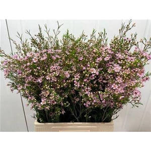 Chame Un Majest Pink 70cm