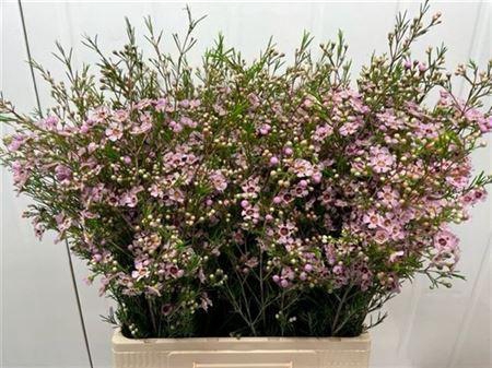 <h4>Chame Un Majest Pink 70cm</h4>