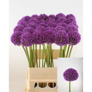 Allium Ambassador