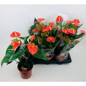 ANTHU AN PR OF ORANG