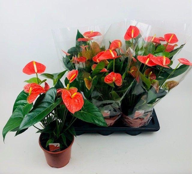 <h4>ANTHU AN PR OF ORANG</h4>