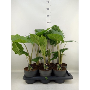 Alocasia  'Portodora'