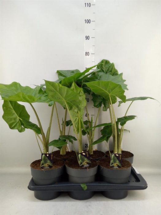 <h4>Alocasia  'Portodora'</h4>