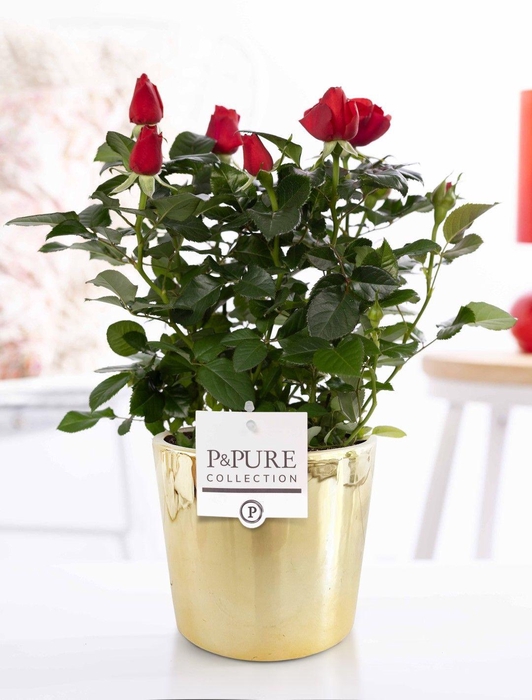 <h4>Rosa red in P&PURE Laryssa ceramics shiny gold</h4>