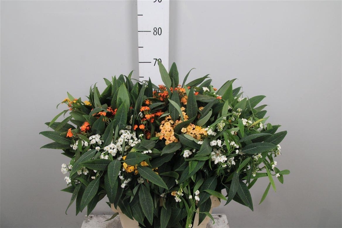 <h4>Euph F T Gem</h4>