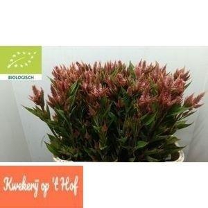 <h4>Cel A Celway Terraco</h4>