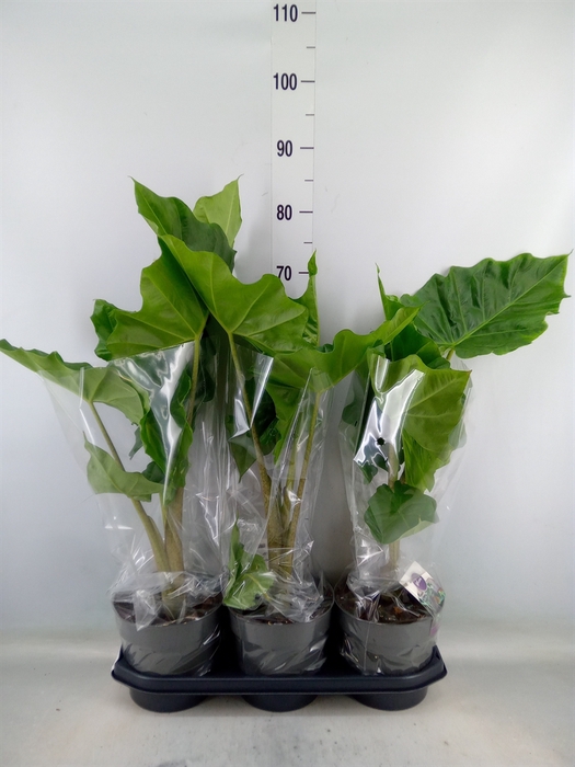 <h4>Alocasia portodora</h4>