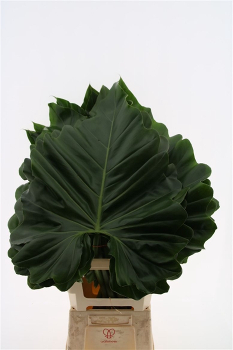 <h4>Anth Elephant Ear Xl Sg</h4>