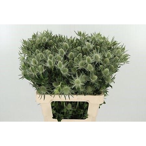 Eryngium Mag White Lagoon