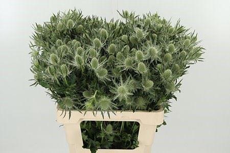<h4>Eryngium Mag White Lagoon</h4>