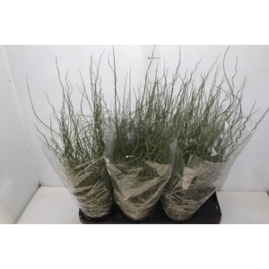 JUNCUS SPIRALIS P15