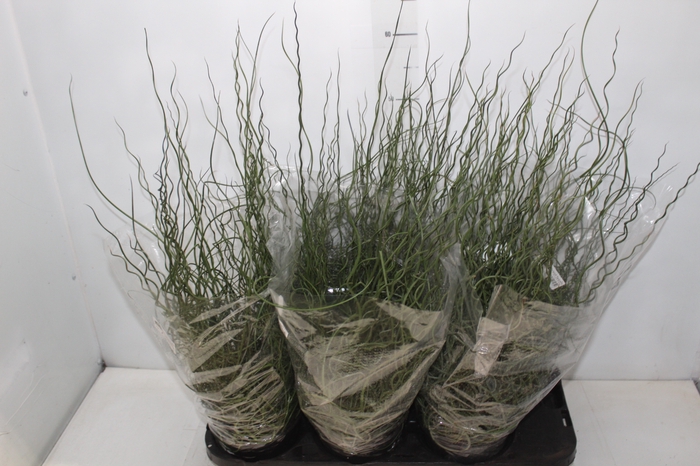 <h4>JUNCUS SPIRALIS P15</h4>