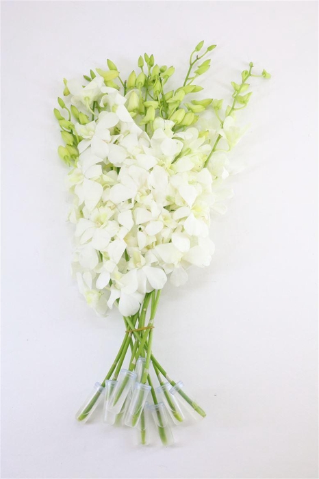 <h4>Dendro Big White S</h4>