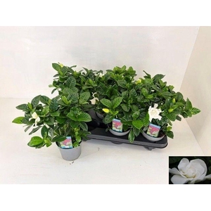 GARDENIA JASMINOIDES