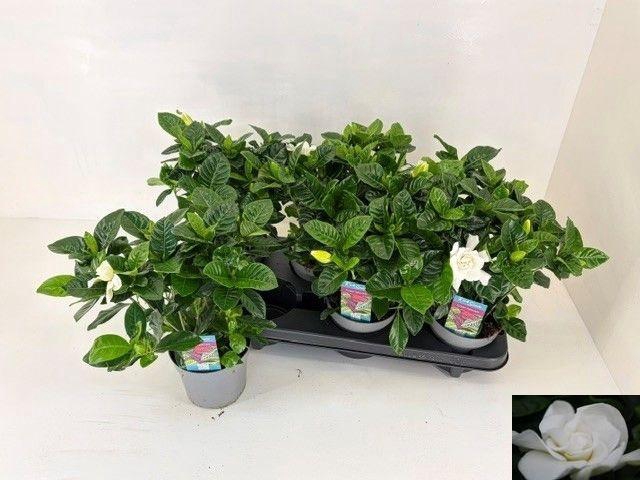 <h4>GARDENIA JASMINOIDES</h4>