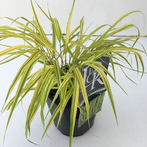 Hakonechloa macra 'Aureola' P17 (2ltr)